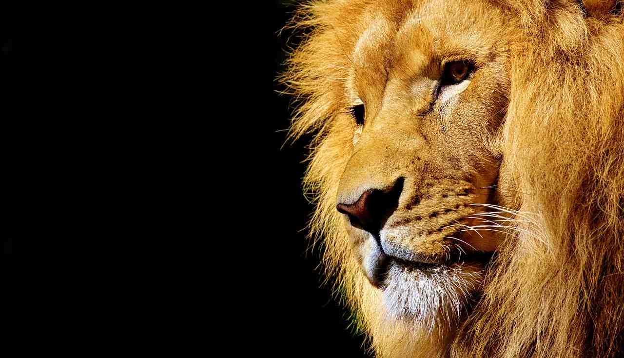 lion, animal sauvage, dangereux