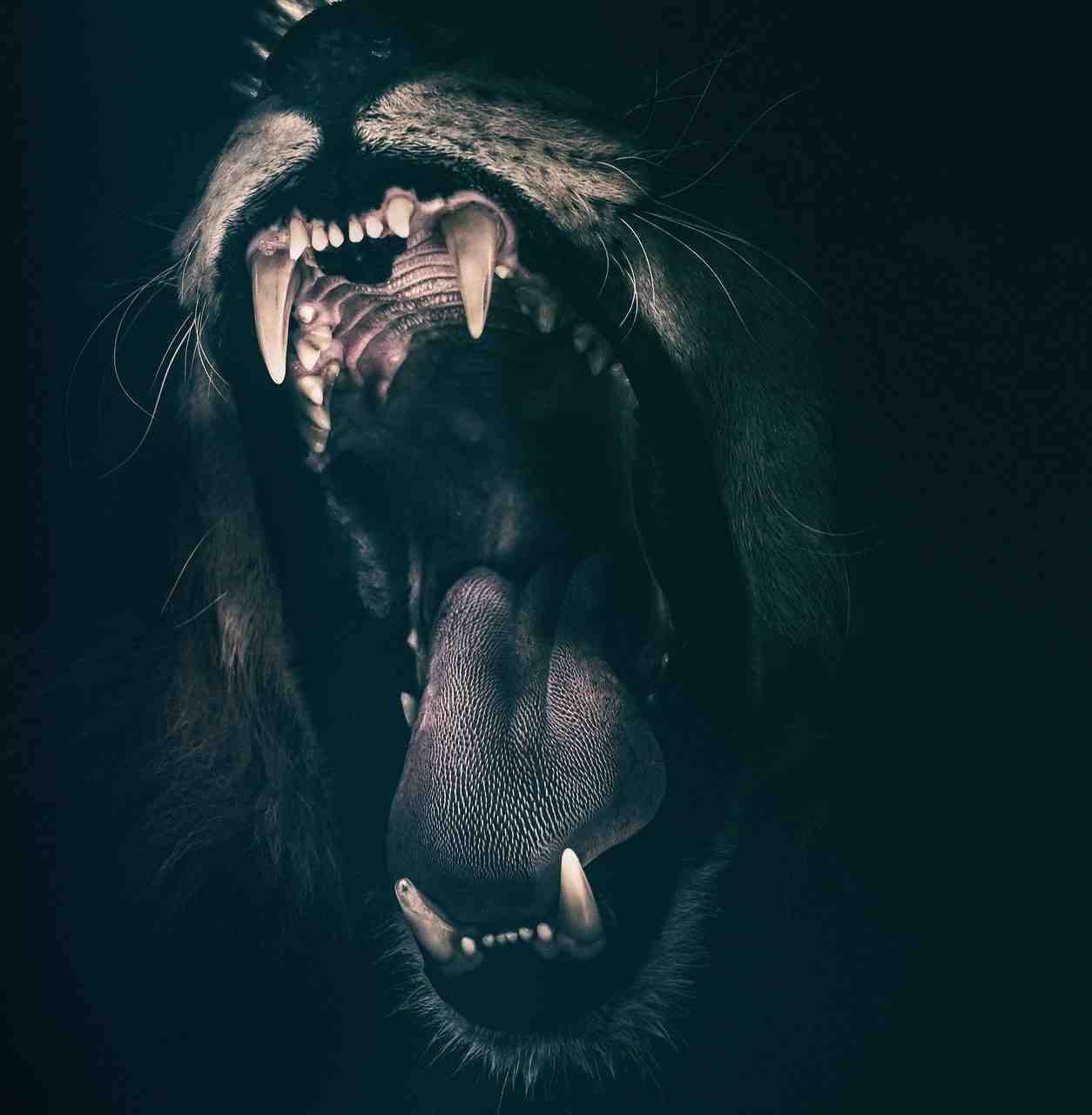 lion, dents, roar