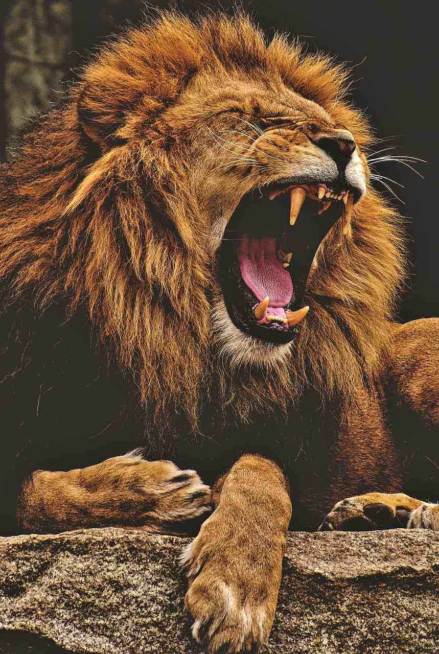 lion, prédateur, dangereux